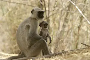 Presbytis: Hanuman / Grey / Common Langur monkeys - adult and young