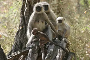 Presbytis: Hanuman / Grey / Common Langur monkeys - family in tree