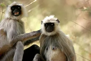 Presbytis: Hanuman / Grey / Common Langur monkeys - grooming fur