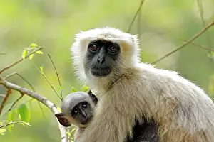 Presbytis: Hanuman Langoor & young one