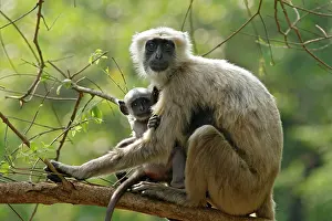 Hanuman: Hanuman Langoor and Young one, Corbett National