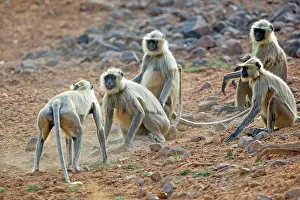 Langurs: Hanuman Langur