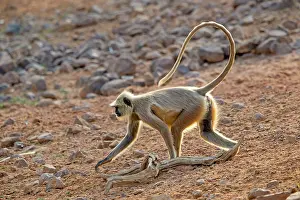 Langurs: Hanuman Langur