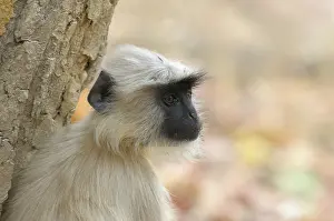 Madhya: Hanuman Langur