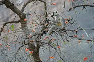 Sawai: Hanuman Langur