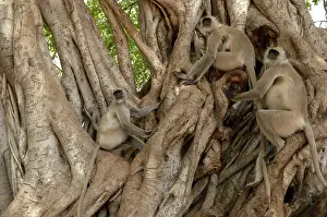 Sawai: Hanuman Langur