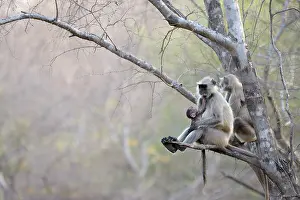 Sawai: Hanuman Langur