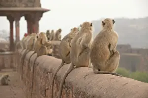 Hanuman: Hanuman Langur