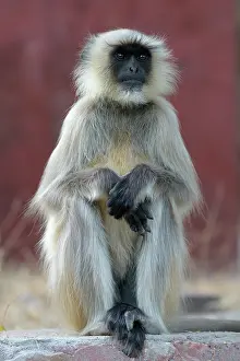 Hanuman: Hanuman Langur