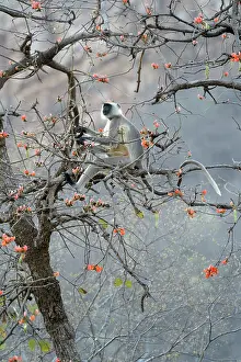 Sawai: Hanuman Langur