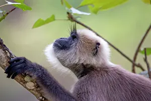 Langurs: Hanuman Langur adult
