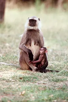 Chris Brunskill: HANUMAN LANGUR - adult and young