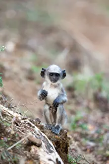 Langurs: Hanuman Langur baby