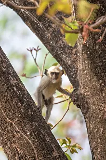 Langurs: Hanuman Langur baby