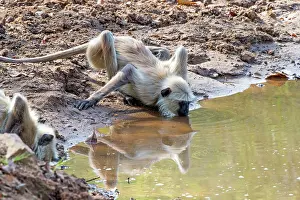 Langurs: Hanuman Langur drinking in a pond
