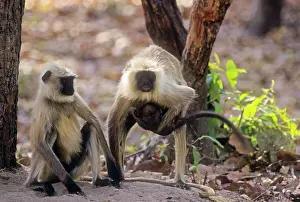 Presbytis: Hanuman Langur family