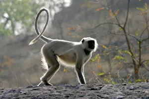 Presbytis: Hanuman Langur Monkey