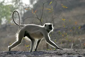 Presbytis: Hanuman Langur Monkey