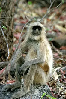 Anthropomorphic: Hanuman Langur Monkey
