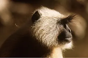 Langurs: HANUMAN LANGUR MONKEY - close-up of face