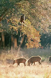 Beneath: Hanuman LANGUR MONKEY - in tree, with Wild Boar