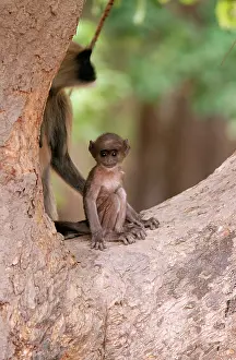 Langurs: Hanuman Langur Monkey - young in tree