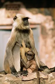 Presbytis: Hanuman Langur MONKEYS - mother with baby