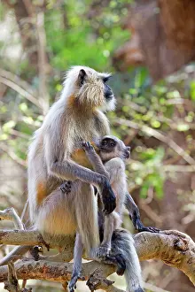 Langurs: Hanuman Langur mother and baby