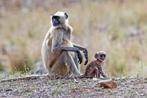 Langurs: Hanuman Langur mother and baby