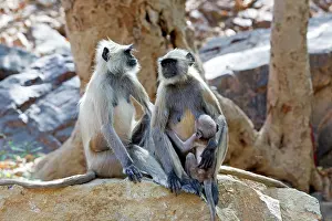 Langurs: Hanuman Langur mother and baby