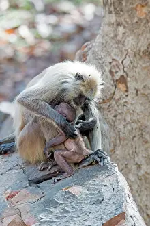Langurs: Hanuman Langur mother and baby