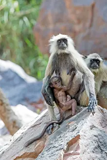 Langurs: Hanuman Langur mother and baby