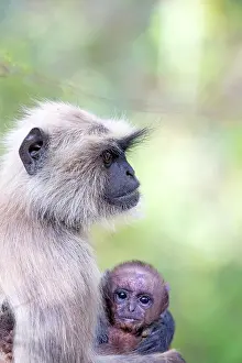 Langurs: Hanuman Langur mother and baby