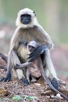 Langurs: Hanuman Langur mother and baby