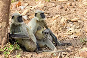 Langurs: Hanuman Langur mother and baby