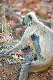 Langurs: Hanuman Langur mother and baby