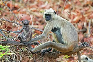 Langurs: Hanuman Langur mother and baby