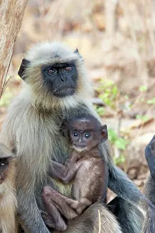 Langurs: Hanuman Langur mother and baby