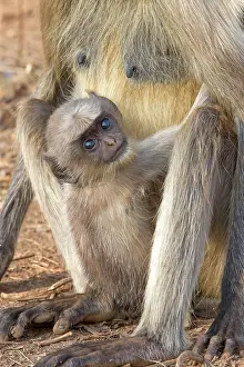 Langurs: Hanuman Langur mother and baby