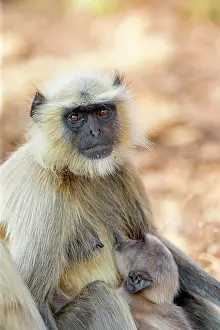 Langurs: Hanuman Langur mother and baby