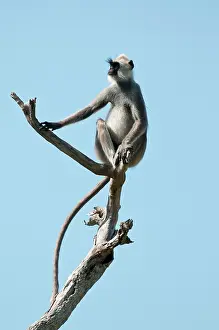 Presbytis: Hanuman Langur - sitting on dead branch against