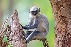 Langurs: Hanuman Langur young