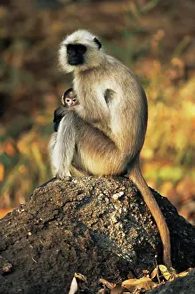 Madhya: Hanuman/Southern Plains Gray Langur