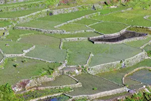 Philippine: Hapao rice terraces, near Banaue, Philippines, Asia