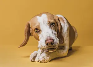 Luck: happy adorable dog eating bone 2. Resolution and
