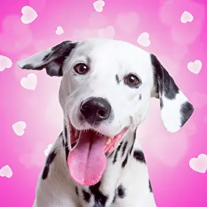 Dalmatian: Happy Dalmatian dog hearts / valentine background