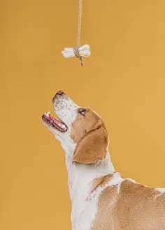 Luck: happy dog looking up bone