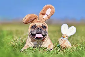 Decorated: Happy Easter French Bulldog dog with rabbit costume