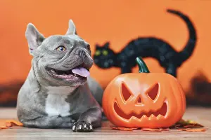 Scary: Happy French Bulldog dog with carved Halloween p