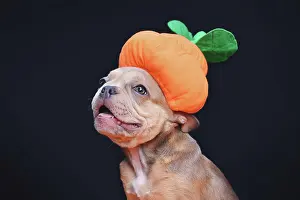 Happy French Bulldog dog puppy wearing funny Hal
